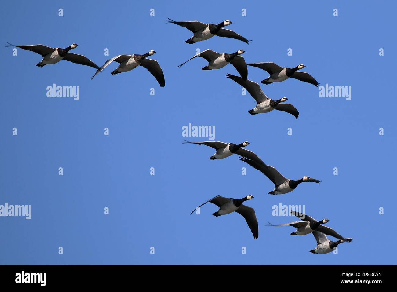 Flying Barnacle Goose Stock Photo