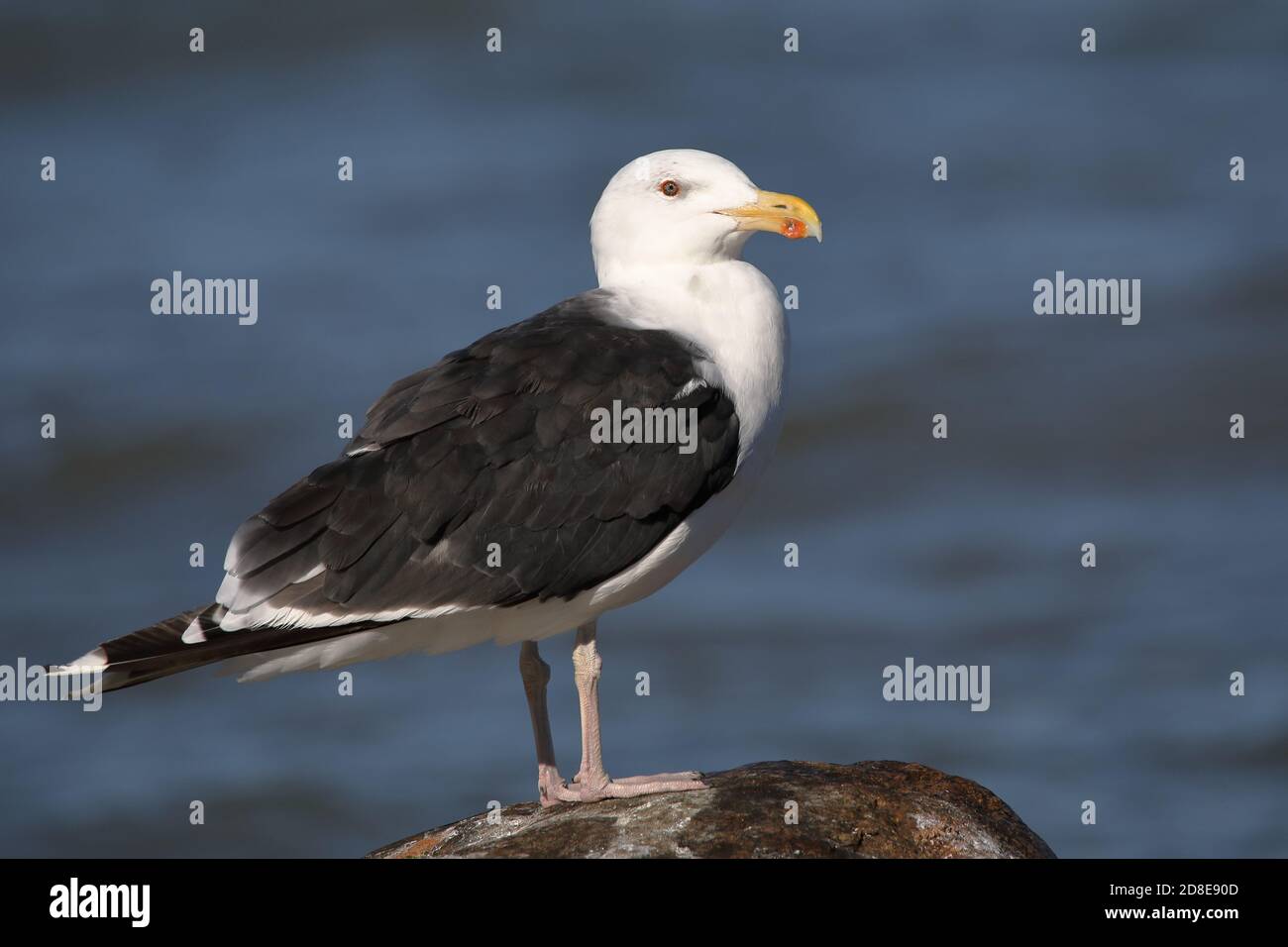 Greater Black-backed Gull Stock Photo