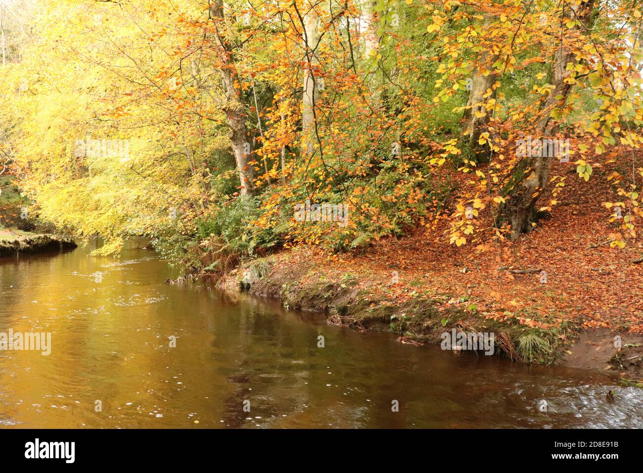 Autumn trees by river Stock Photo - Alamy