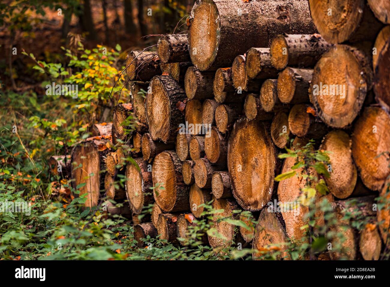 Stacked tree trunks lie on the edge of a dirt road in autumn Stock Photo