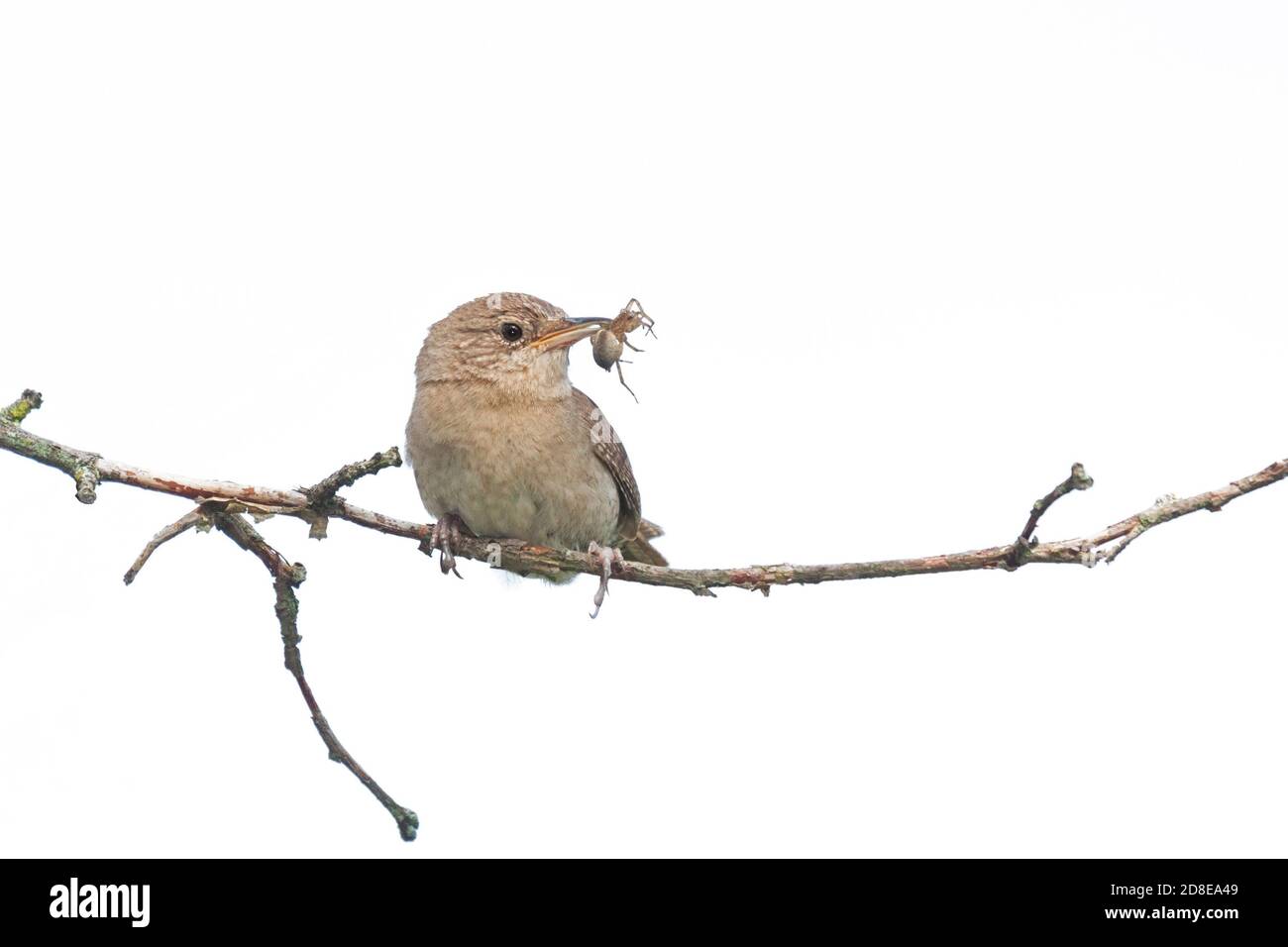 A house wren holds a spider in its beak while perched on a branch. White background Stock Photo