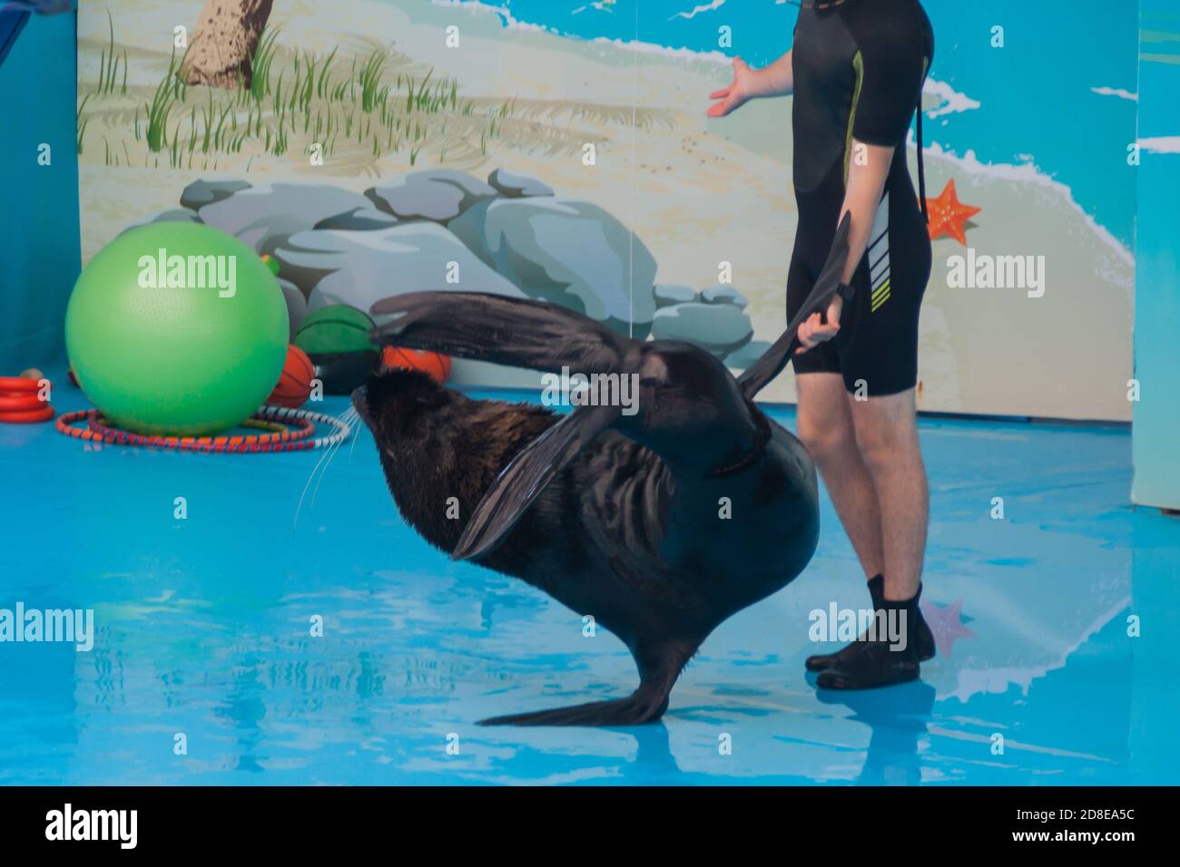 performance of a trained seal in a dolphinarium. a young male trainer interacts with a seal, fur seal, pinnipeds. show with sea animals in the aquarium. Stock Photo