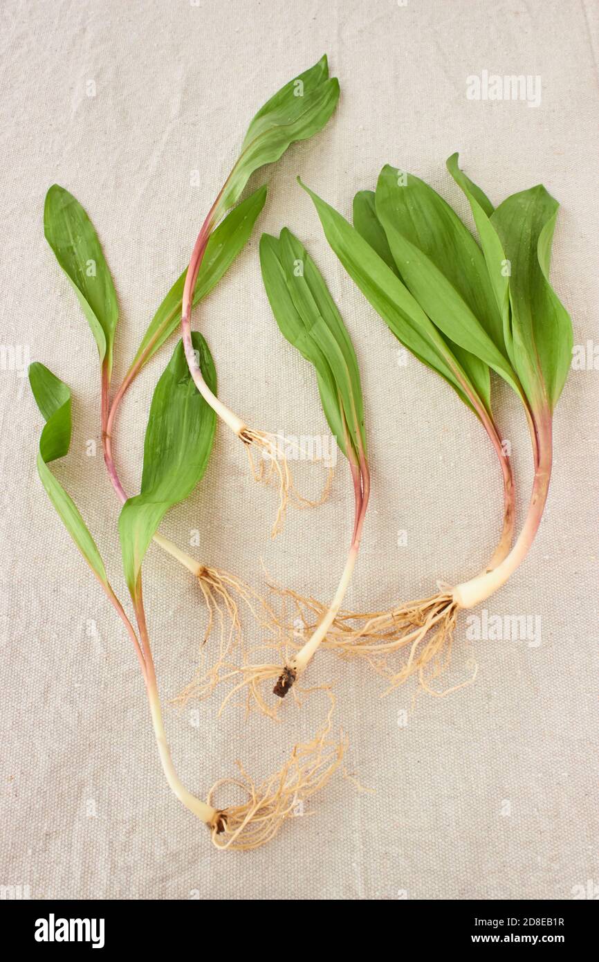 Ramps plant hires stock photography and images Alamy