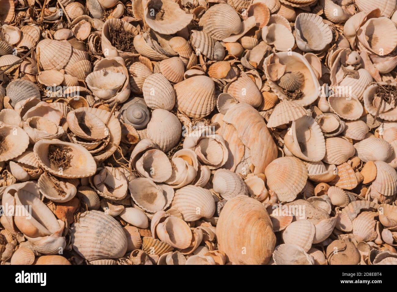 Small sea shells. a scattering of light shells. eco background. Protection of the seas and oceans, protection of nature and ecology. study of clams marine mollusks. Eco-friendly natural sources of calcium. Stock Photo