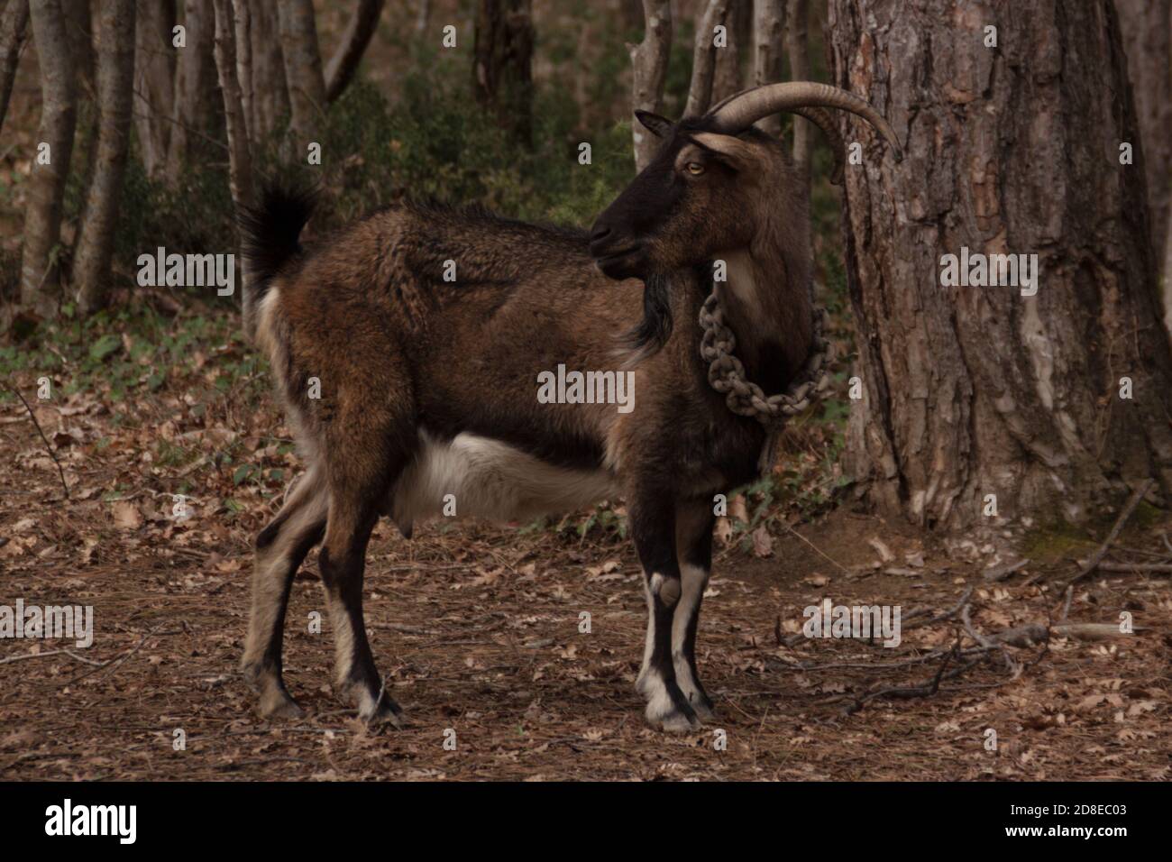 goat grazing in the forest Stock Photo