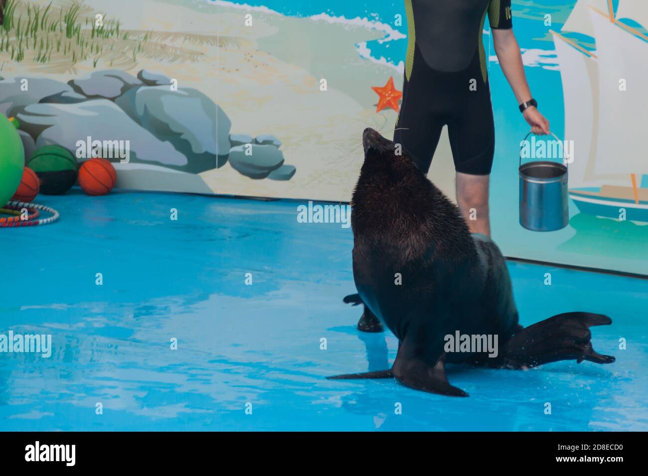 performance of a trained seal in a dolphinarium. a young male trainer