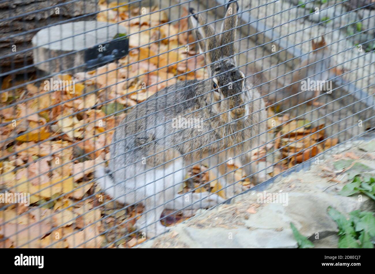 Rabbit cage caged rabbits hires stock photography and images Alamy