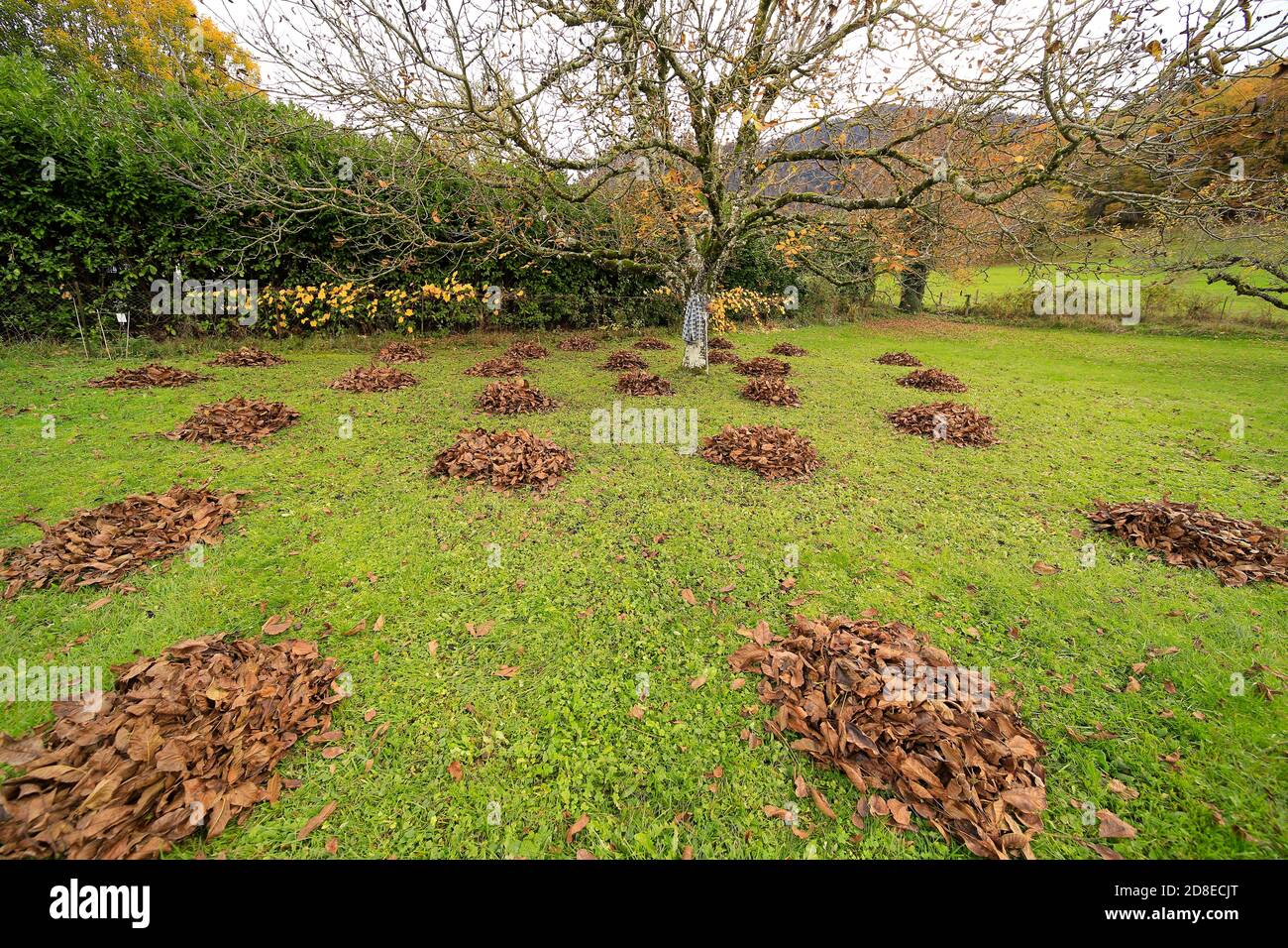 Autumn leaves, raked into piles ready for removal Stock Photo Alamy