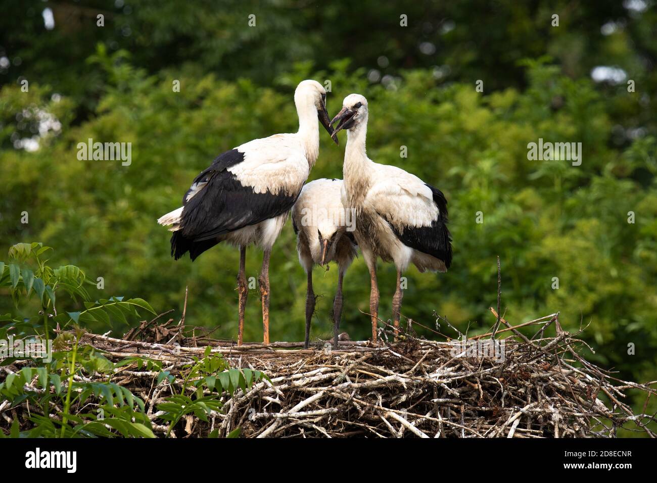 Young Storks Hi-res Stock Photography And Images - Alamy