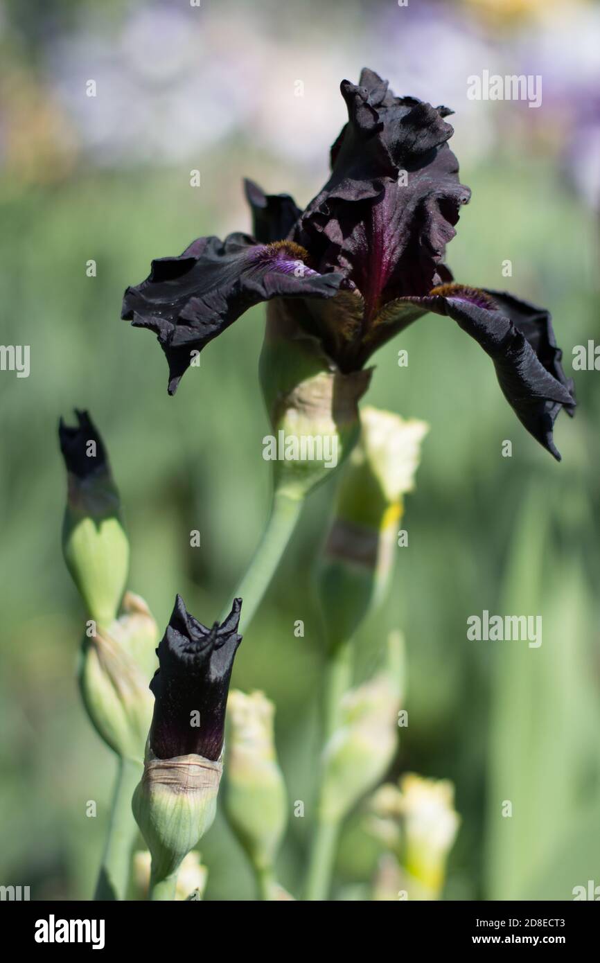 beautiful black iris flower growing in garden Stock Photo Alamy