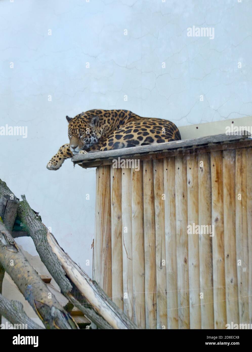 Russia Penza October 24, 2020: wild cat leopard in zoo blurred focus Stock Photo