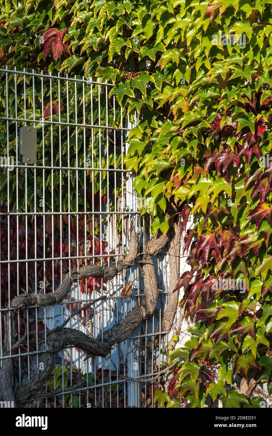 Ivy plant climbing iron fence hi-res stock photography and images - Alamy