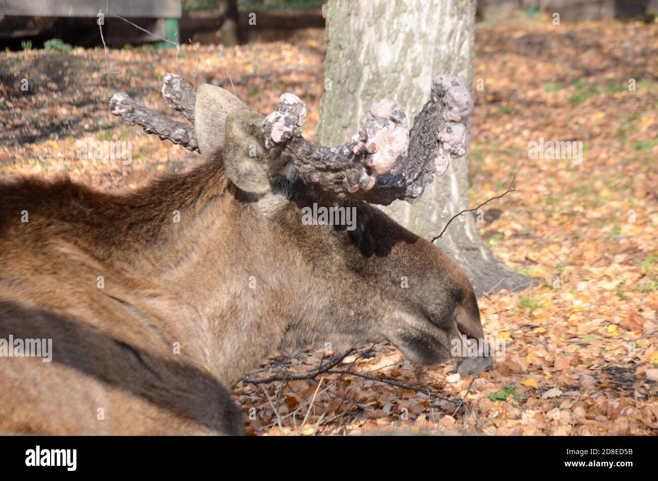 elk with large horns growths on their horns in autumn selective focus Stock Photo