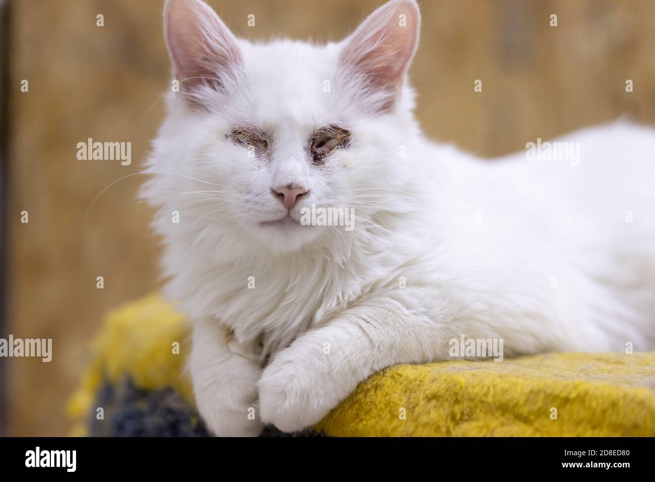 white sick cat without eyes. injured animal Stock Photo - Alamy white sick cat without eyes. injured animal Stock Photo - Alamy