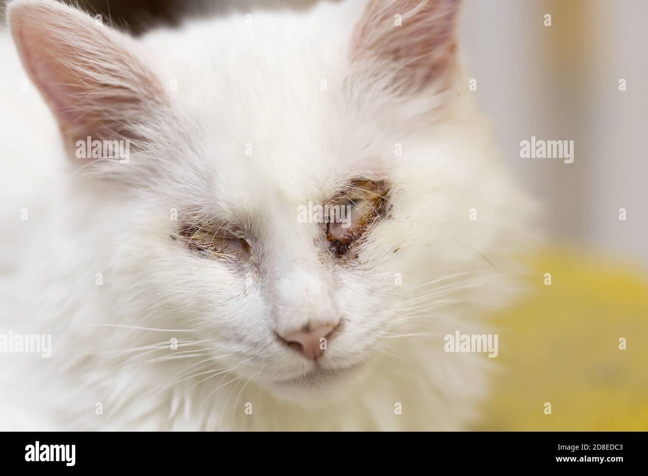 white sick cat without eyes. injured animal Stock Photo - Alamy white sick cat without eyes. injured animal Stock Photo - Alamy