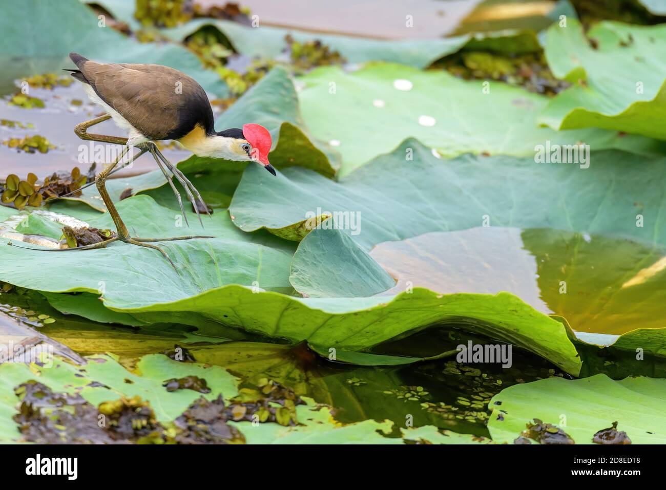 A comb crested jacana (Irediparra gallinacea), also known as the lotusbird or lilytrotter, Northern Territory, Australia Stock Photo