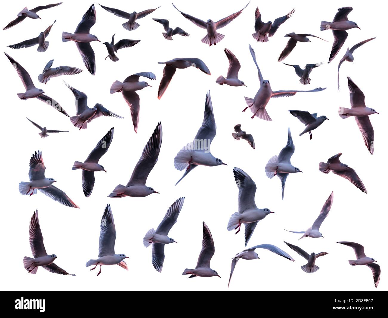 Set of Various flying seagulls isolated on a white background Stock Photo