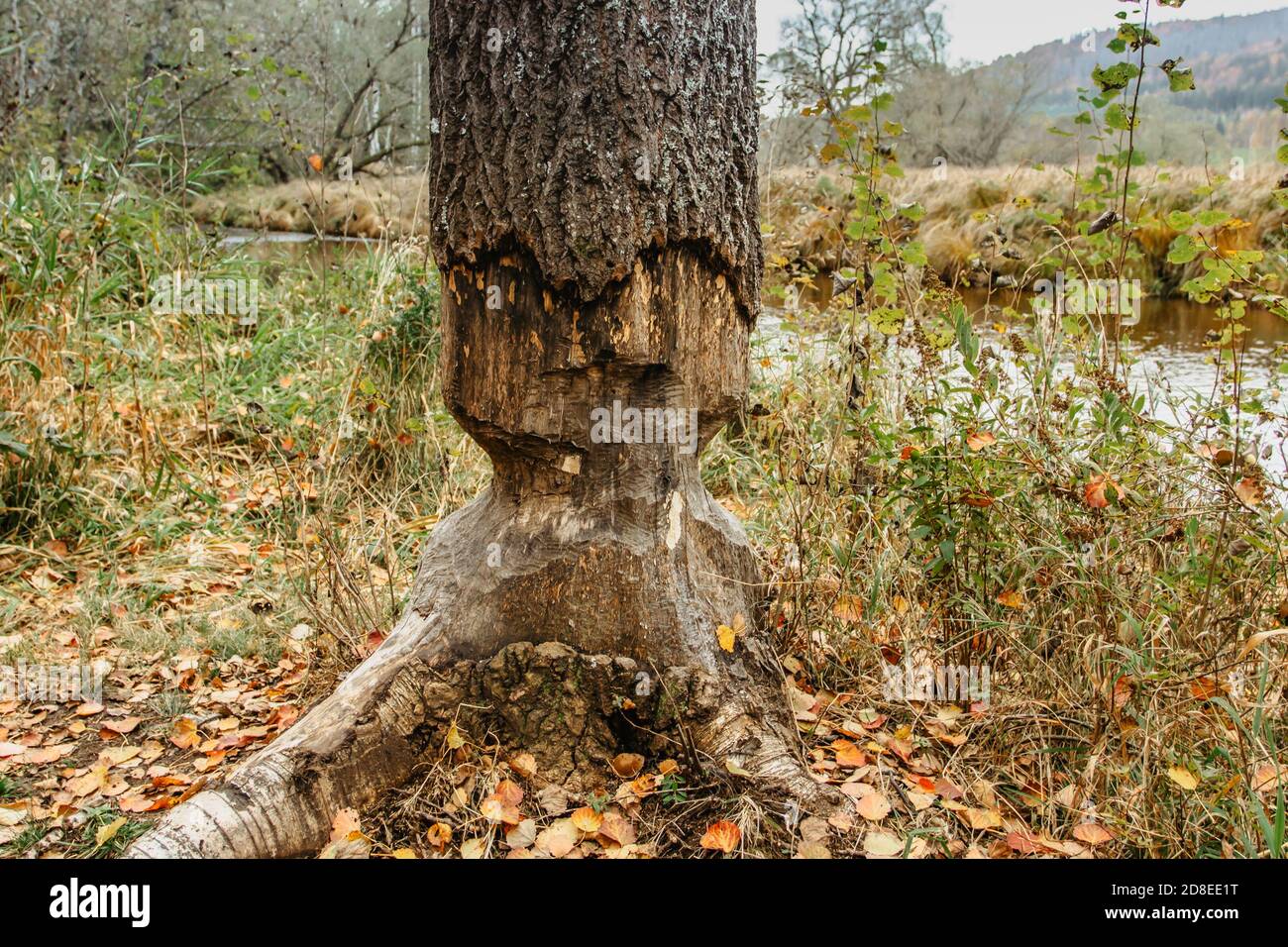 Beaver chewing down a tree. Beavers destruction in Czech.The beaver work. Beaver is cutting a tree to build a dam. Trees in woods gnawed by beavers Stock Photo