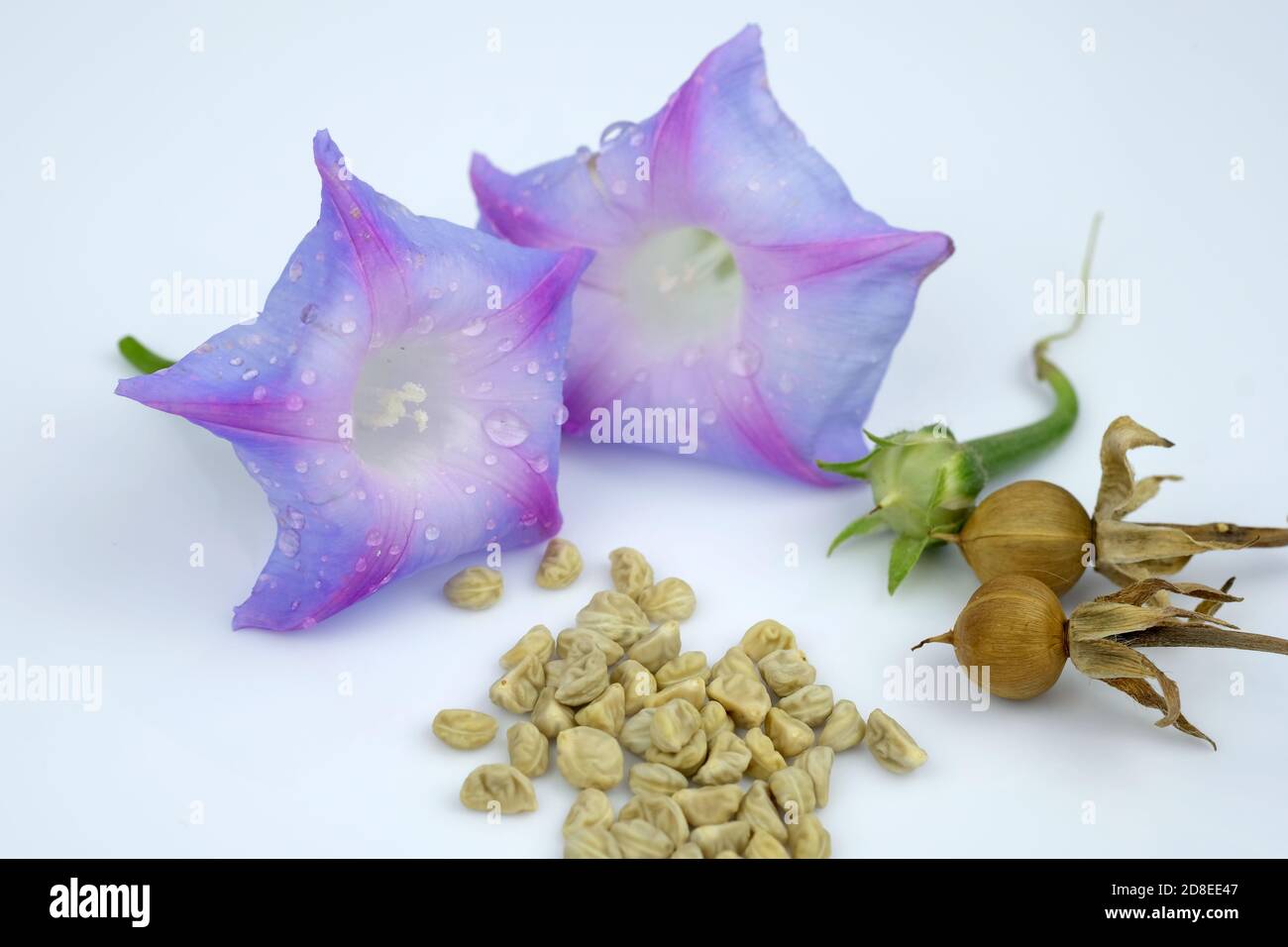 Heavenly Blue Morning Glory Seed Pod