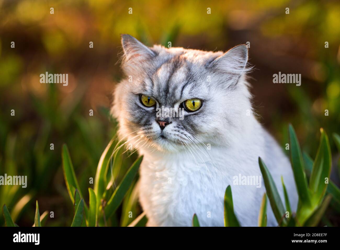 White Chinchilla Persian Kitten High Resolution Stock Photography And Images Alamy