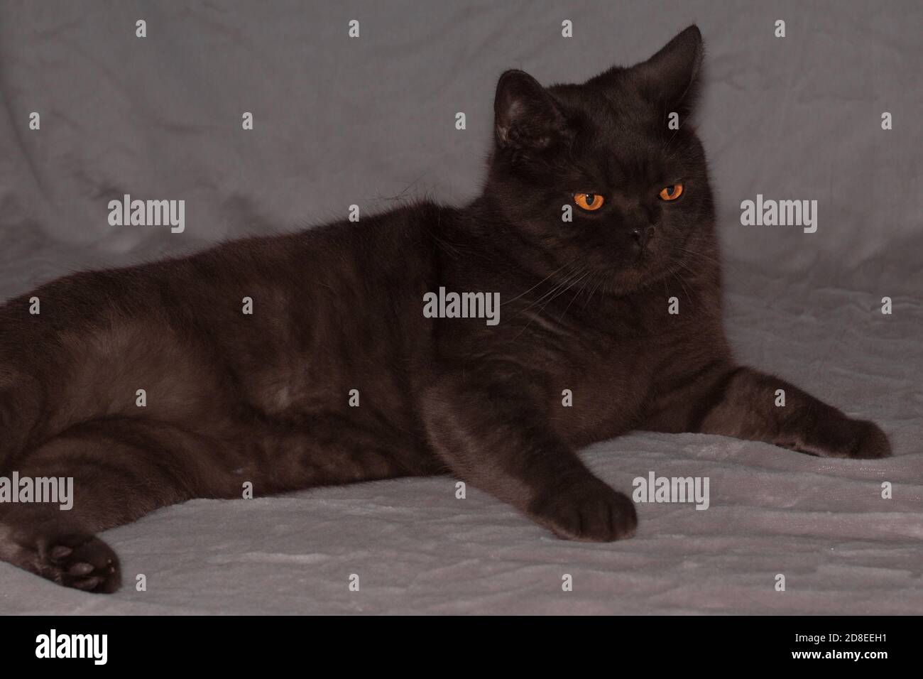 fat solid gray cat lies with a pensive face. yellow orange eyes, fluffy tummy Stock Photo