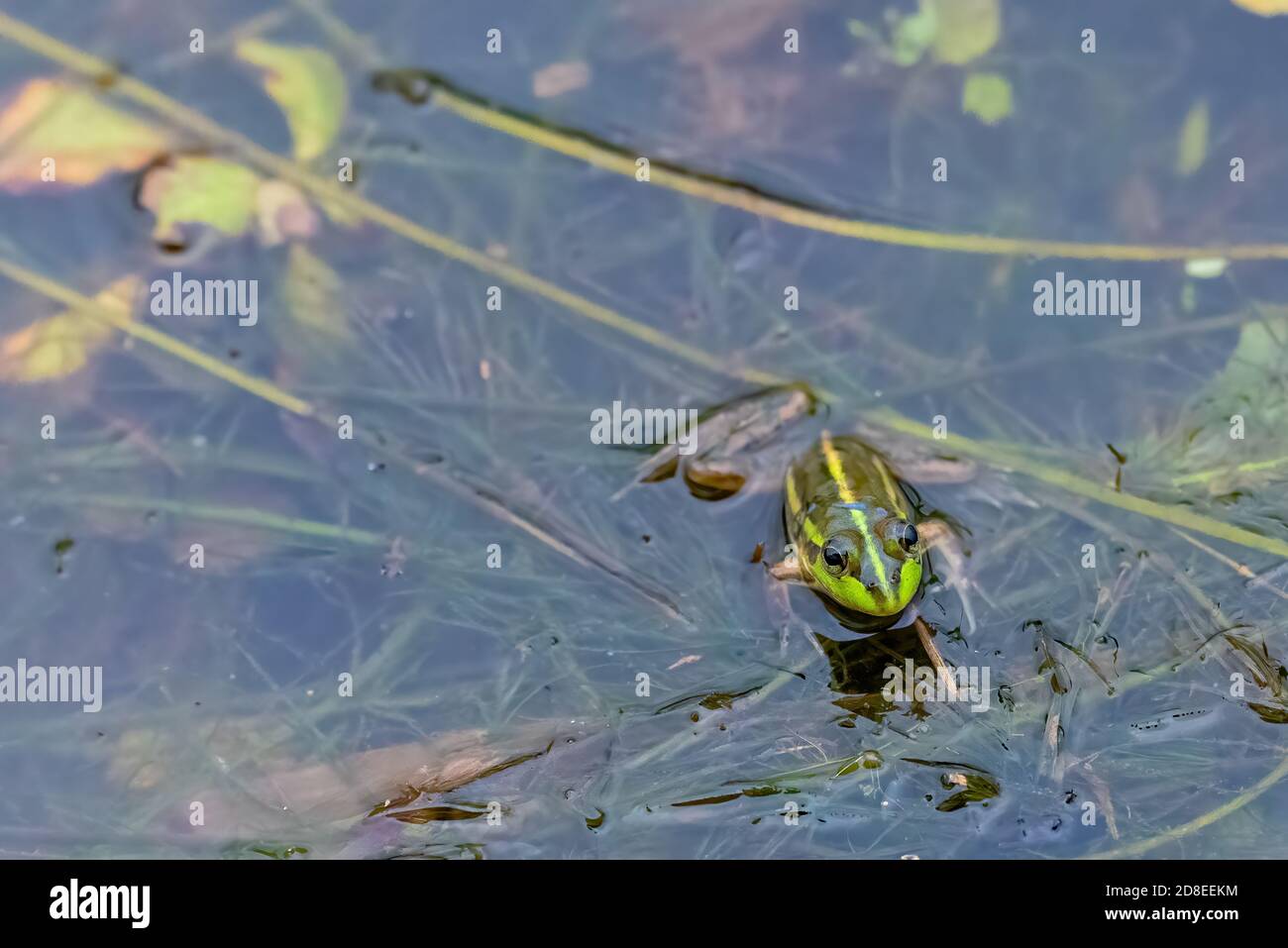 Darwin, Northern Territory, Australia - Dahl's Aquatic Frog. (Litoria dahlii) Stock Photo