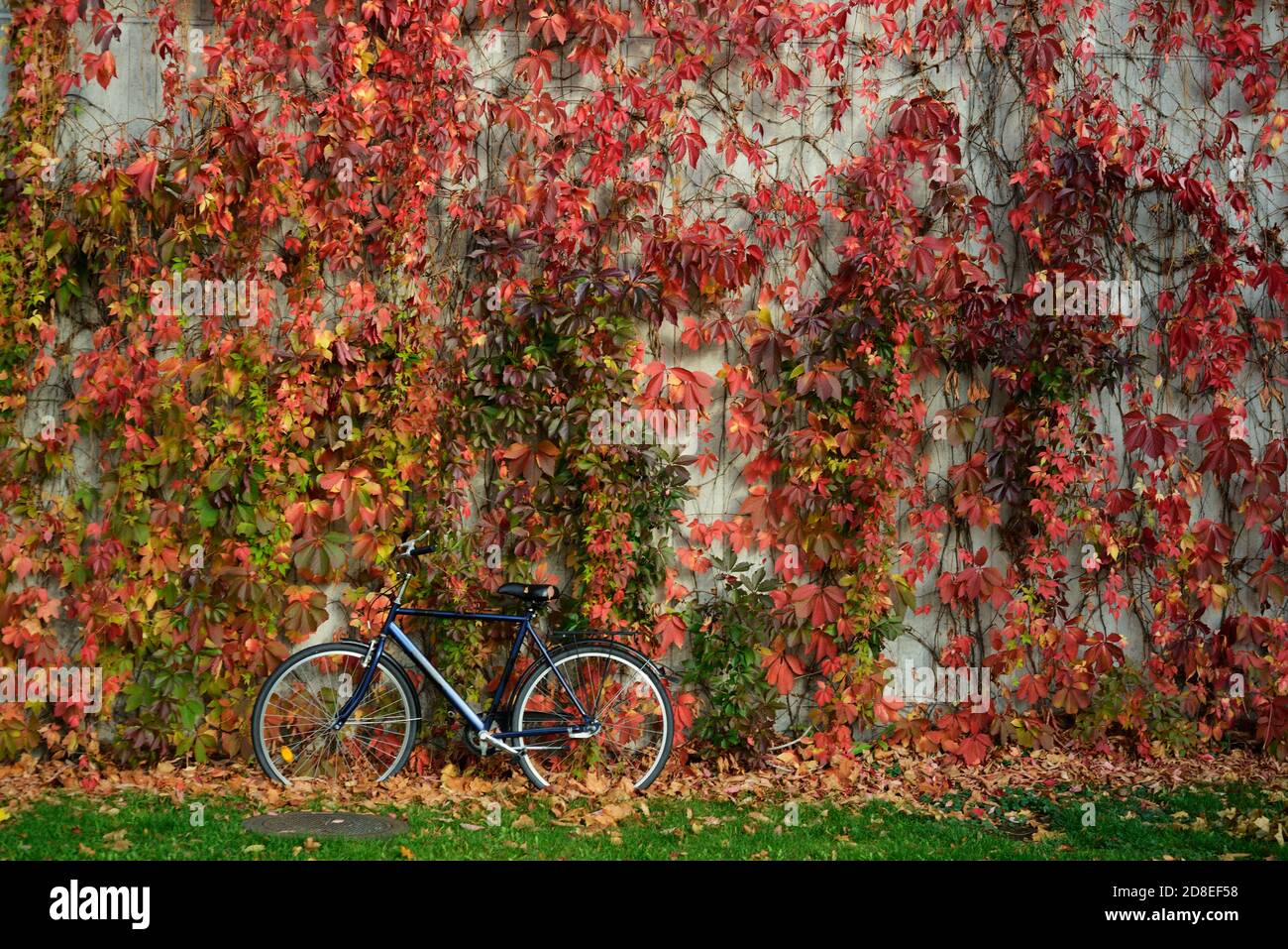 wall covered with yellowed ivy and a bicycle in autumn Stock Photo