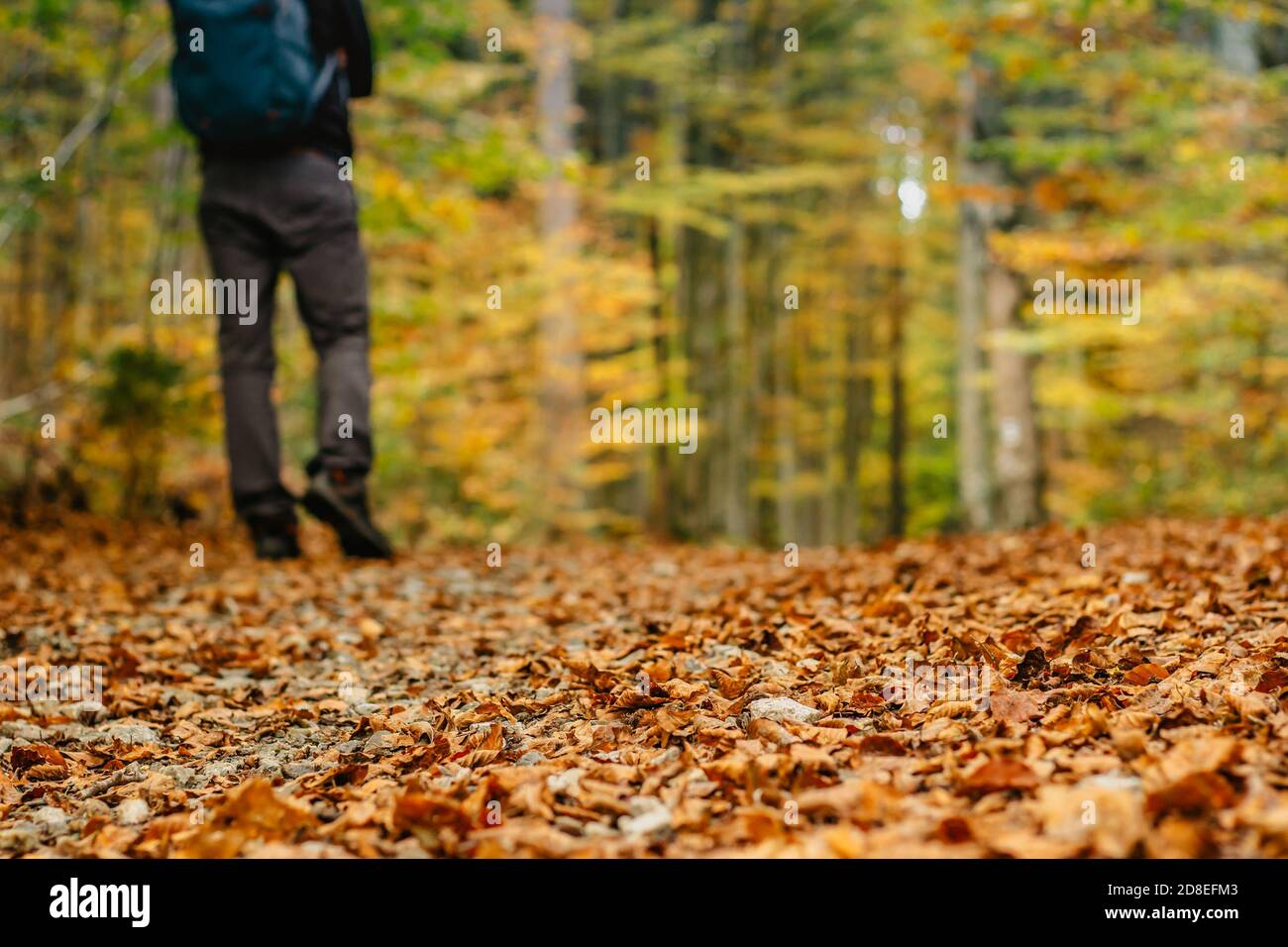 Low rear view of hiker walking in autumn nature. Man exercise hiking outdoors selective focus. Feet Man hiking outdoor with fall forest on background Stock Photo