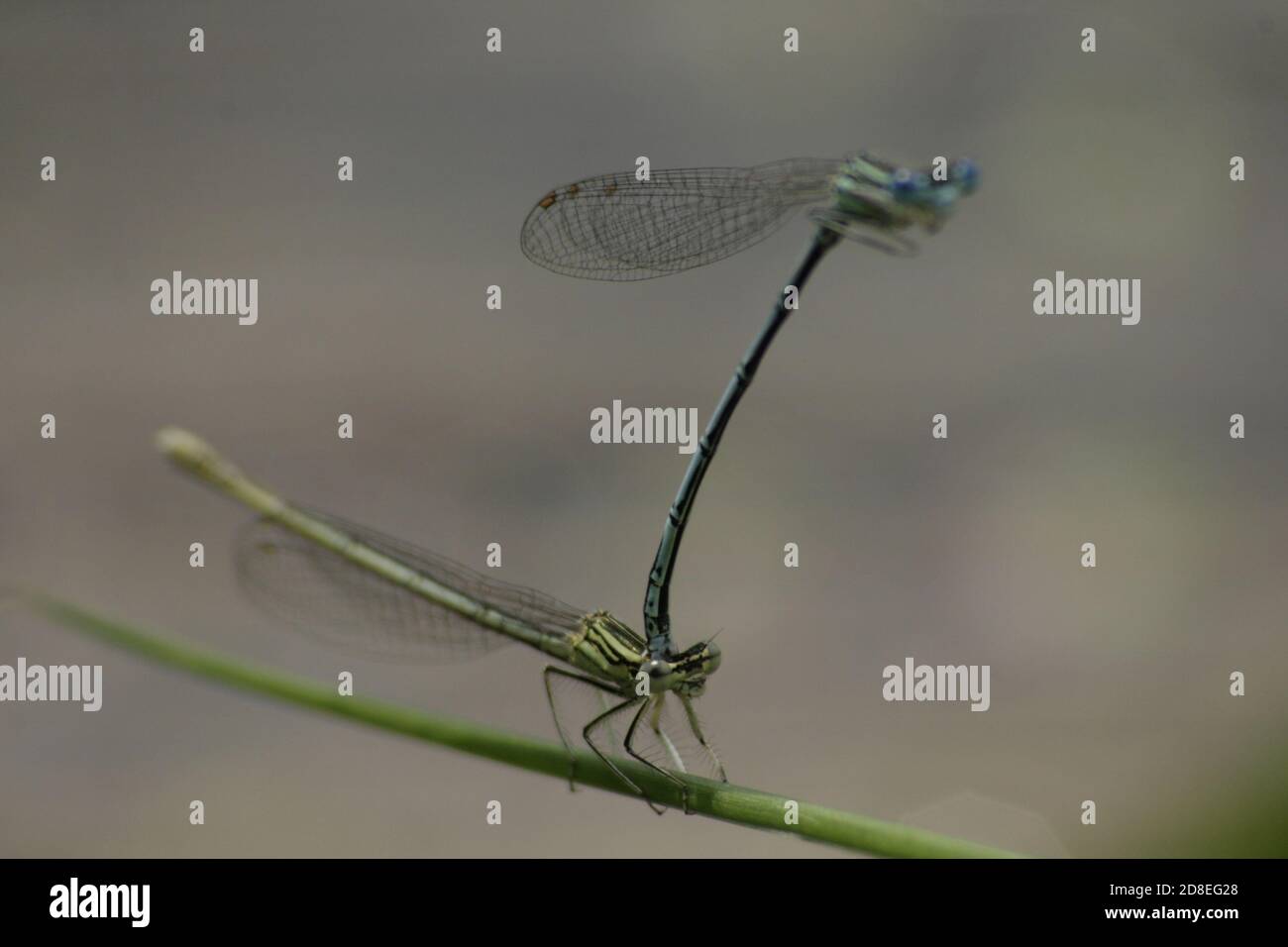 Dragonfly Mating Stock Photo