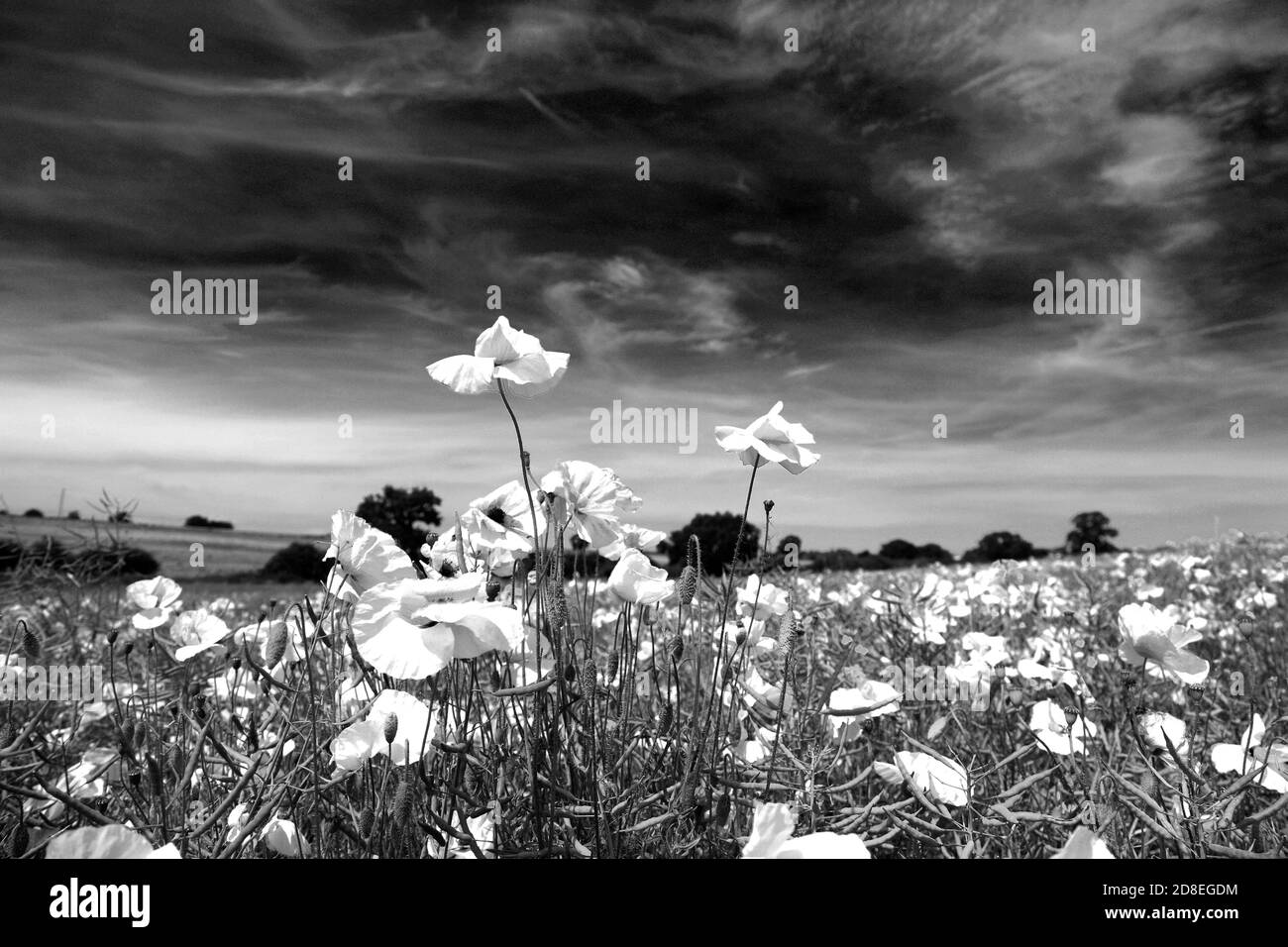 Fields of common Poppy flowers (Papaver rhoeas) near Diss town, Norfolk, England, UK Stock Photo