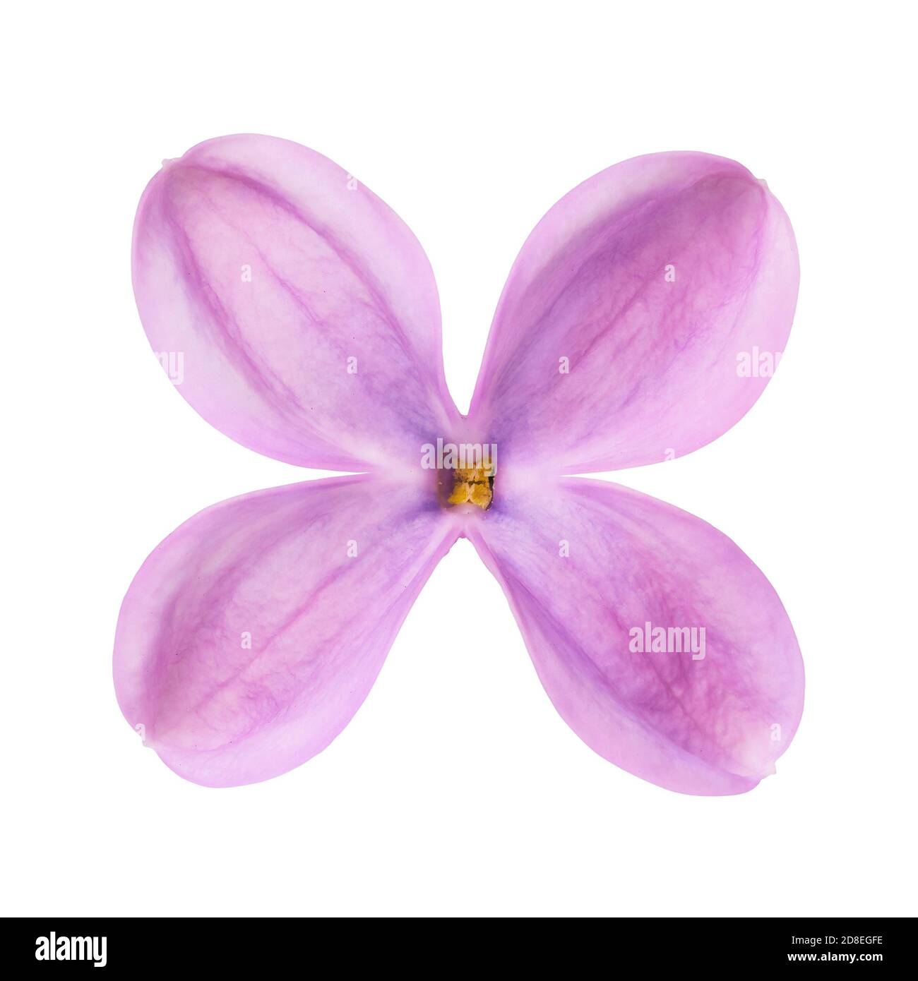 One lilac petal isolated on white background. Photo taken using the