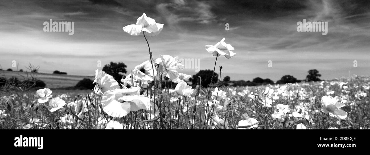 Fields of common Poppy flowers (Papaver rhoeas) near Diss town, Norfolk, England, UK Stock Photo