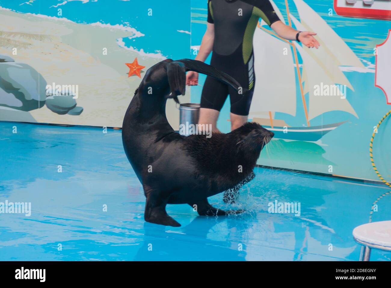 performance of a trained seal in a dolphinarium. a young male trainer interacts with a seal, fur seal, pinnipeds. show with sea animals in the aquarium. Stock Photo