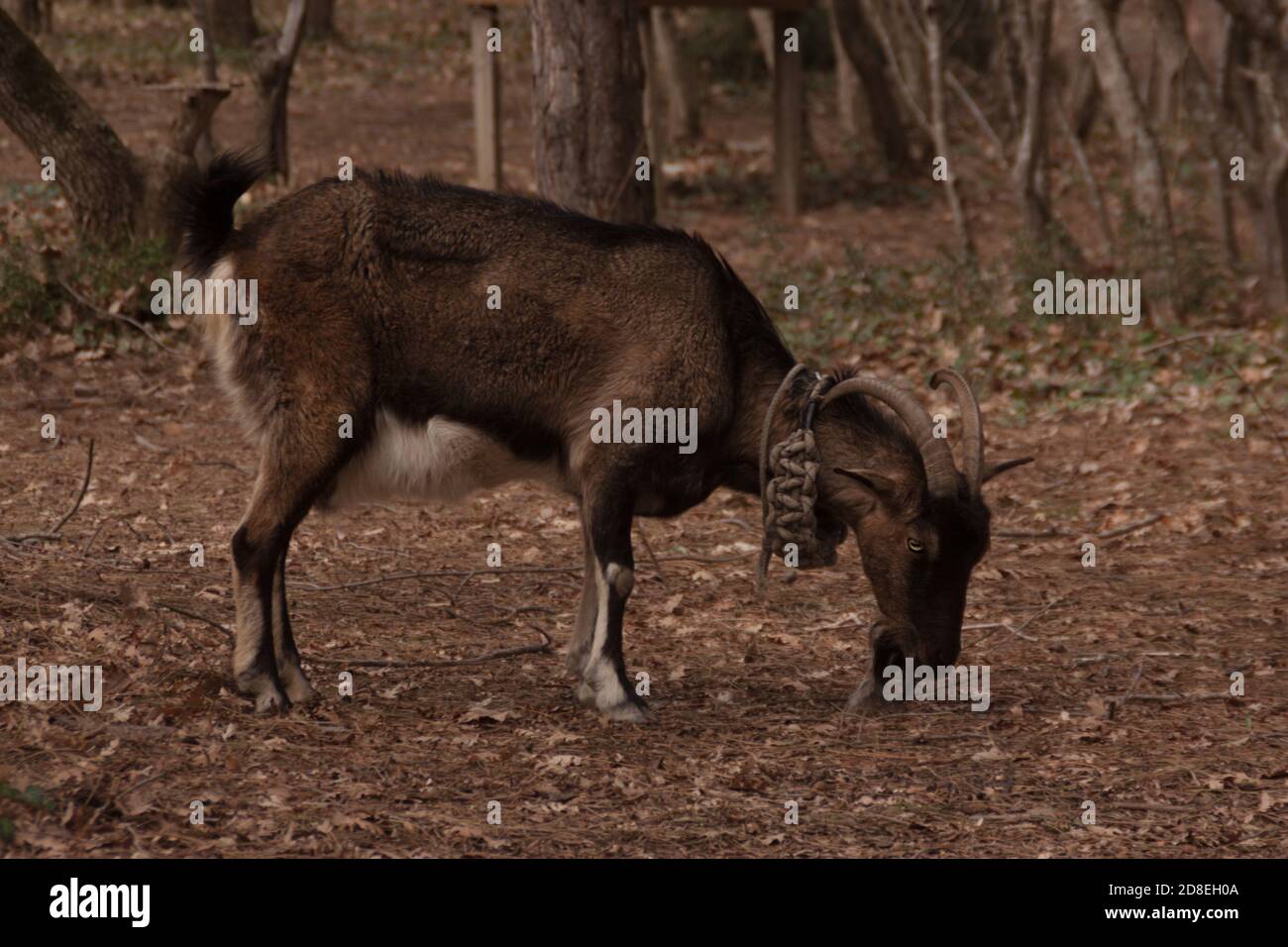 brown goat grazing in the spring forest Stock Photo