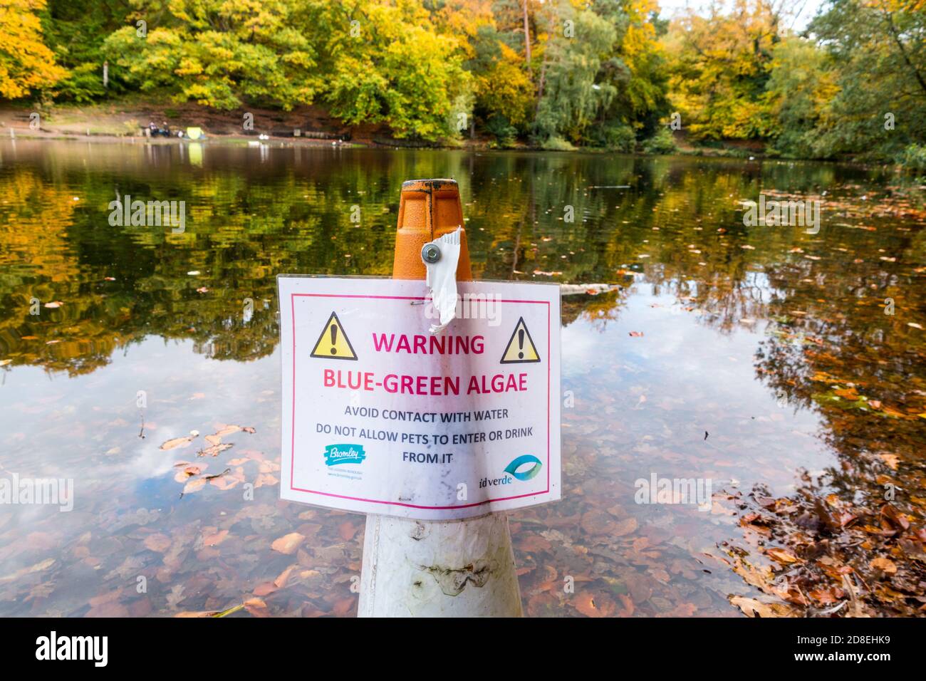 Blue Green Algae (Cyanophyta) warning sign at a pond in Keston, Bromley, England Stock Photo