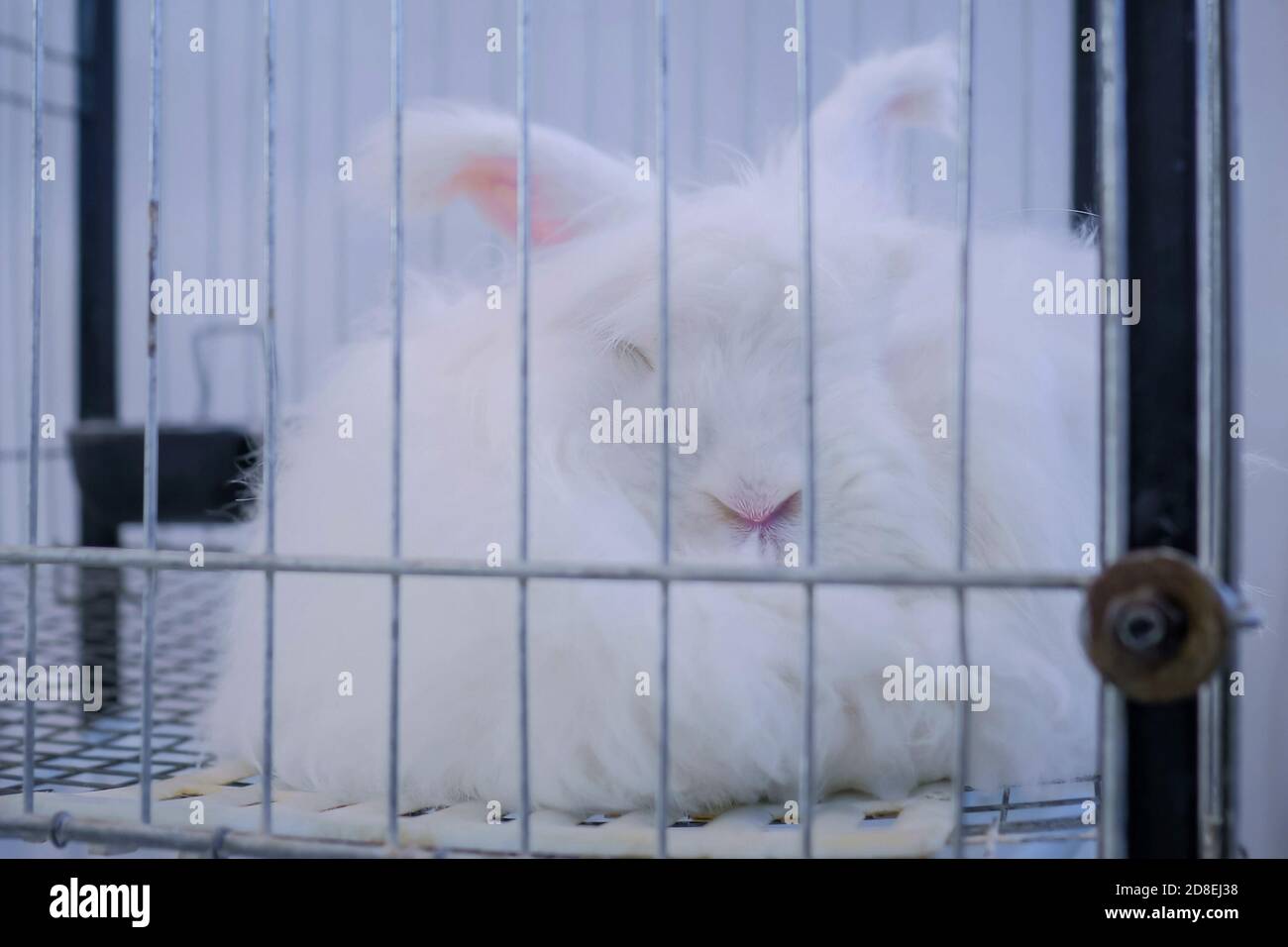 Pet rabbit cage hi-res stock photography and images - Alamy