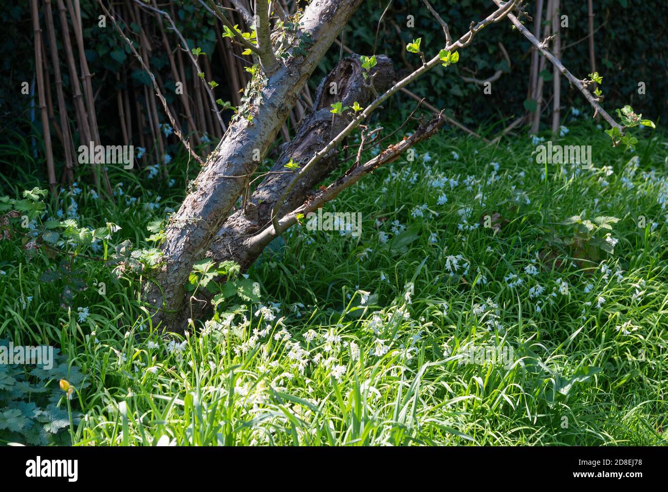 Wild garlic (Allium ursinum) a woodland plant flowering in spring in ...