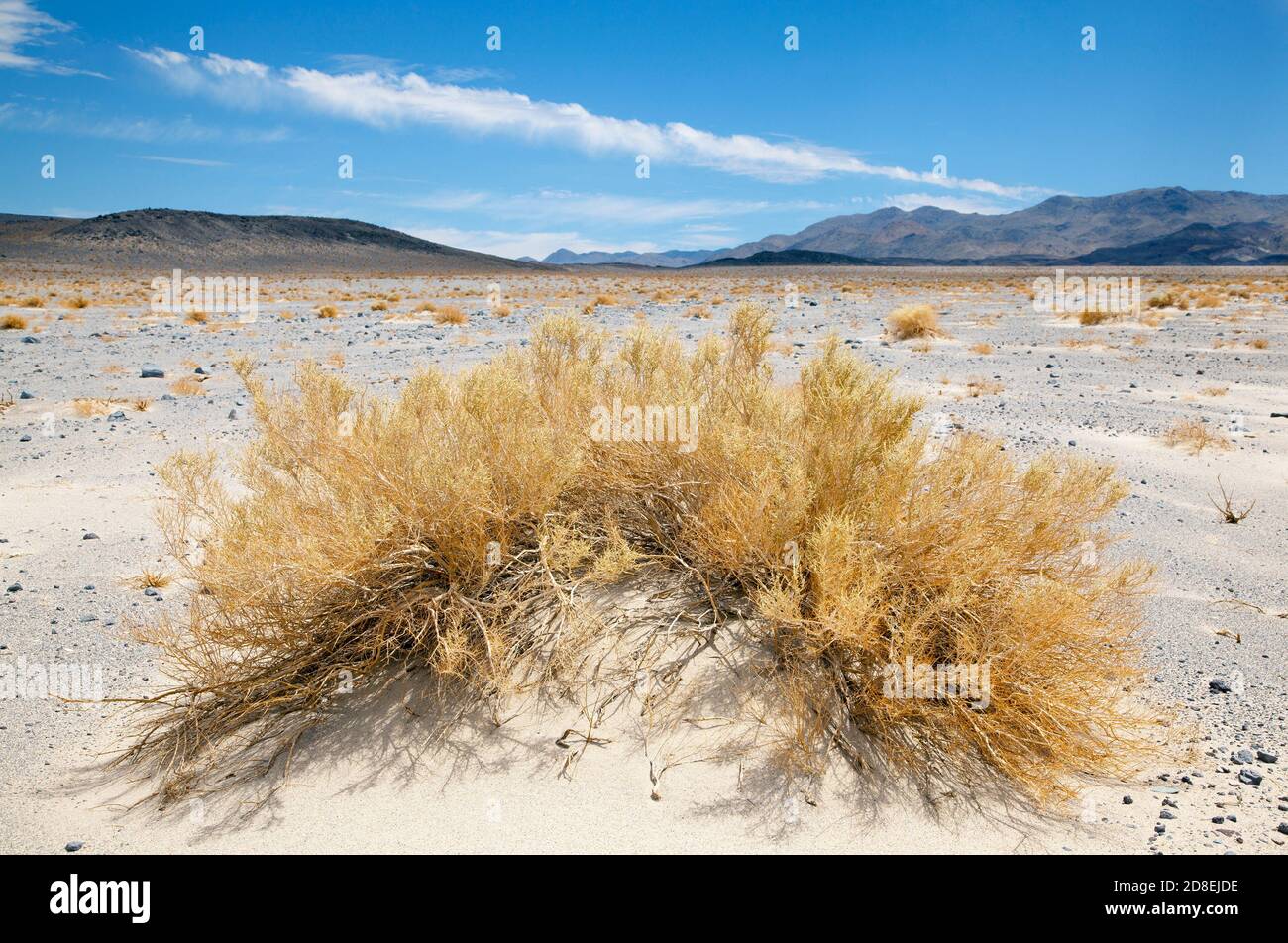 Dried brush and plain  in winter Mojave Desert, CA, US, 2018. Stock Photo