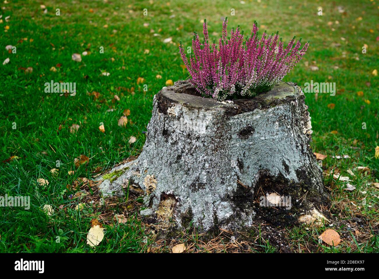 heather flowers on the tree stump and green lawn in autumn Stock Photo