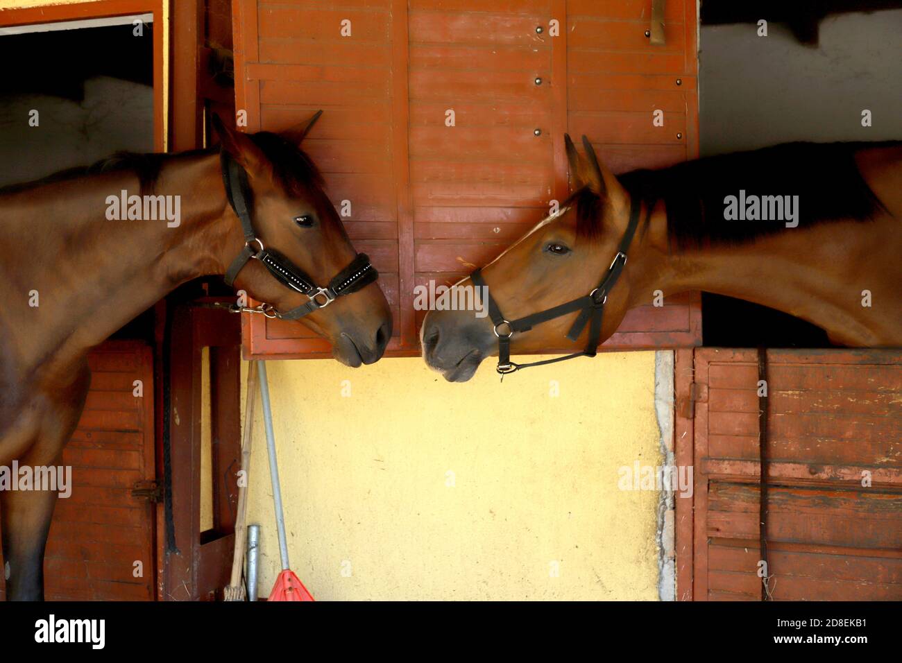 Two beautiful young horses at stable door. Horses standing in the barn