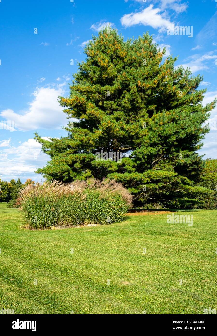 Beautiful park with evergreen tree and grass Stock Photo