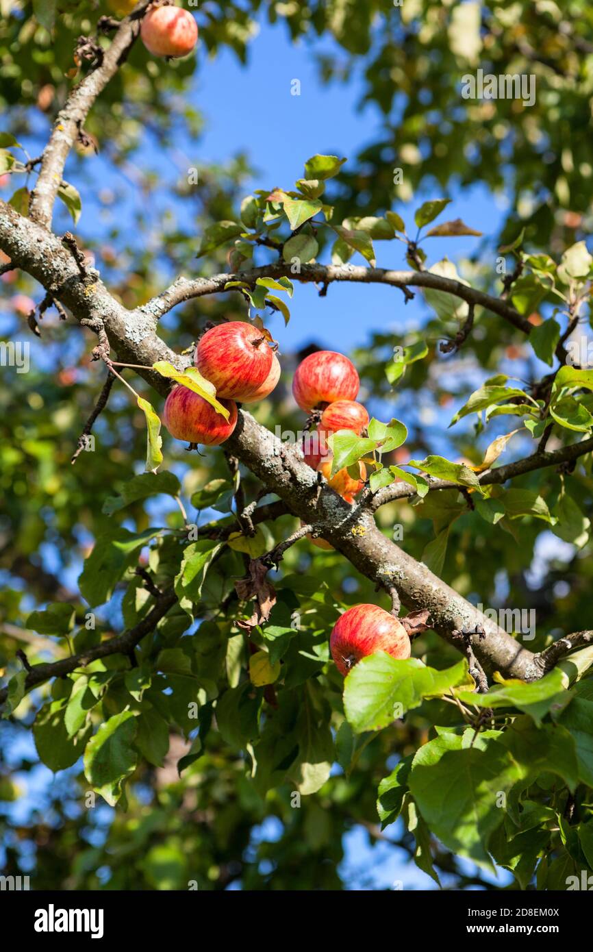 Red apples hanging on apple tree in green foliage, autumn Stock Photo ...