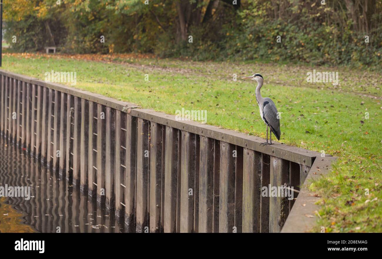 Bird Standing Beside The Canal Hi res Stock Photography And Images Alamy bird-standing-beside-the-canal-hi-res-stock-photography-and-images-alamy