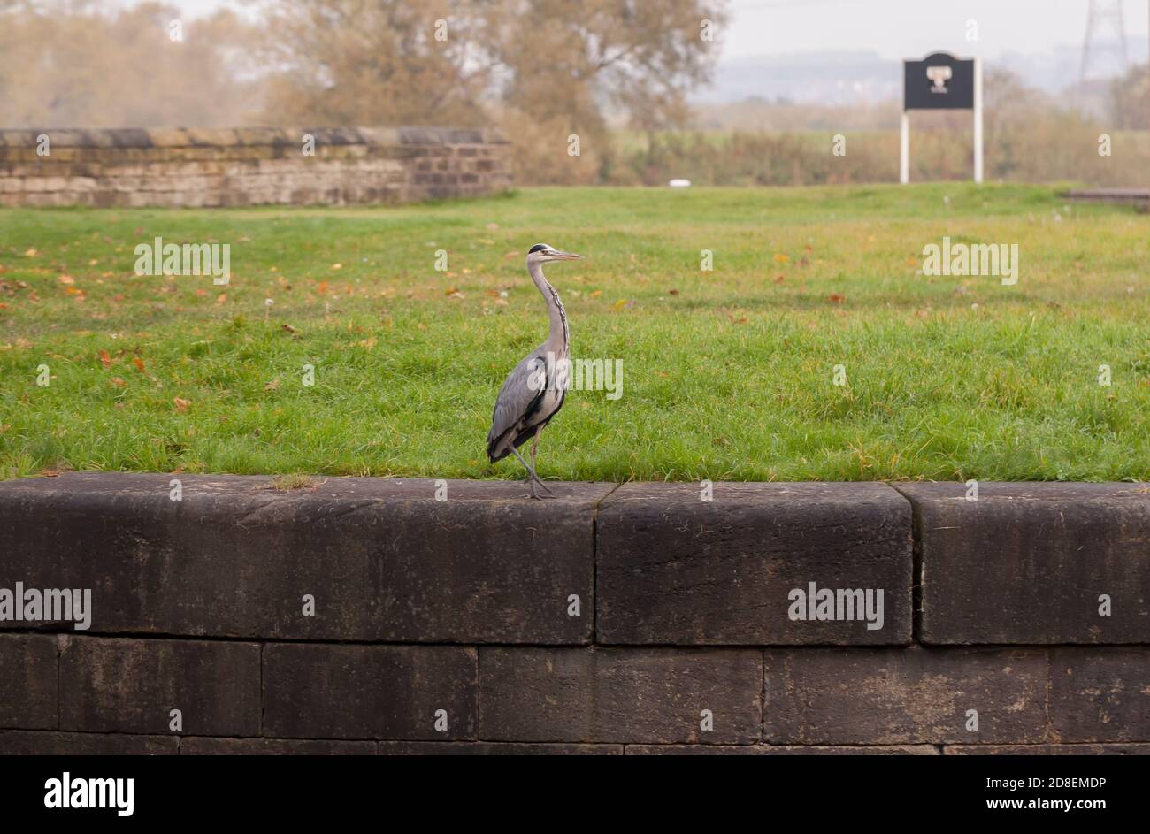 A Grey Heron (Ardea cinerea) fishing patiently beside a UK canal In Castleford in Autumn.The Canals in England are owned by The Canal & River Trust. Stock Photo