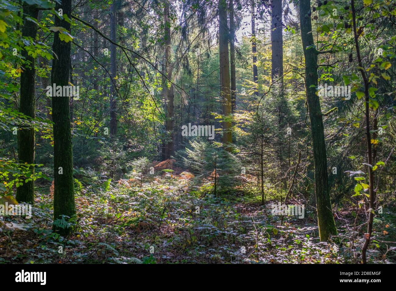 A beautiful view of a place in the forest. With sunlight shining through beautiful green trees. Stock Photo