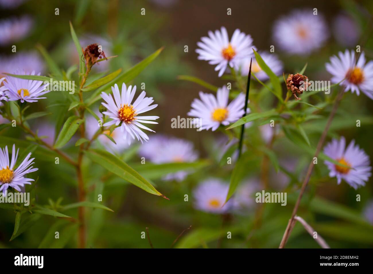 Wild Asters In England on an Autumn morning Stock Photo