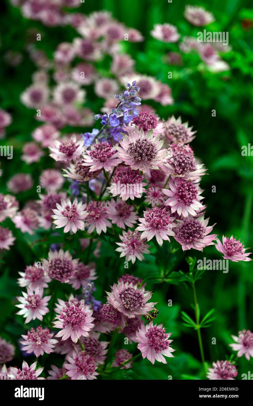 astrantia major roma,masterwort,masterworts,pink flowers,flower,flowering,plant portraits,perennials,RM Floral Stock Photo