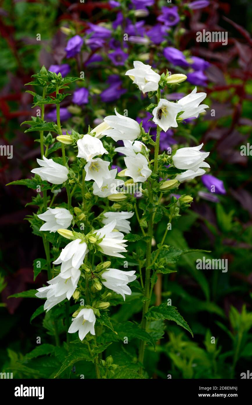 Campanula punctata Wedding Bells,white flowers, flowering,perennials, white bells, bellflowers,garden,gardens,RM Floral Stock Photo