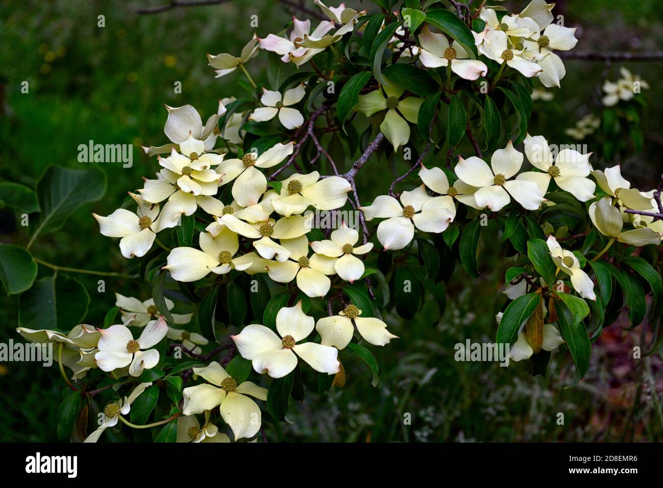Cornus capitata,Bentham's Cornel,Himalayan Strawberry Tree,creamy white bracts,flower,flowers,flowering tree,RM Floral Stock Photo