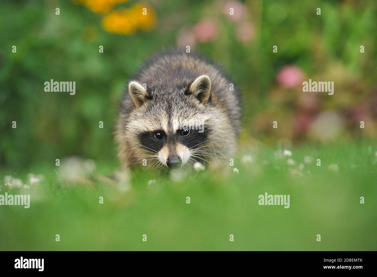 A baby raccoon in the grass Stock Photo